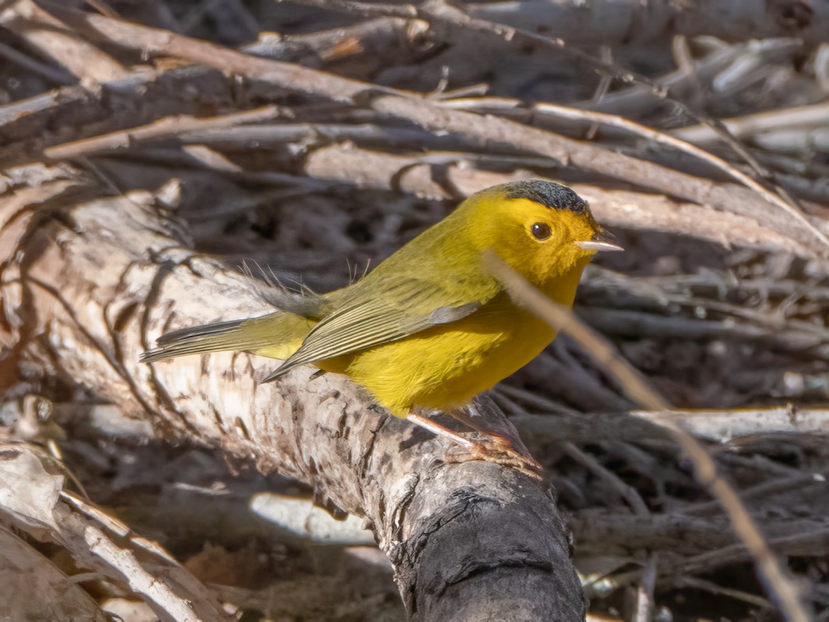 Wilson's Warbler - ML624199080