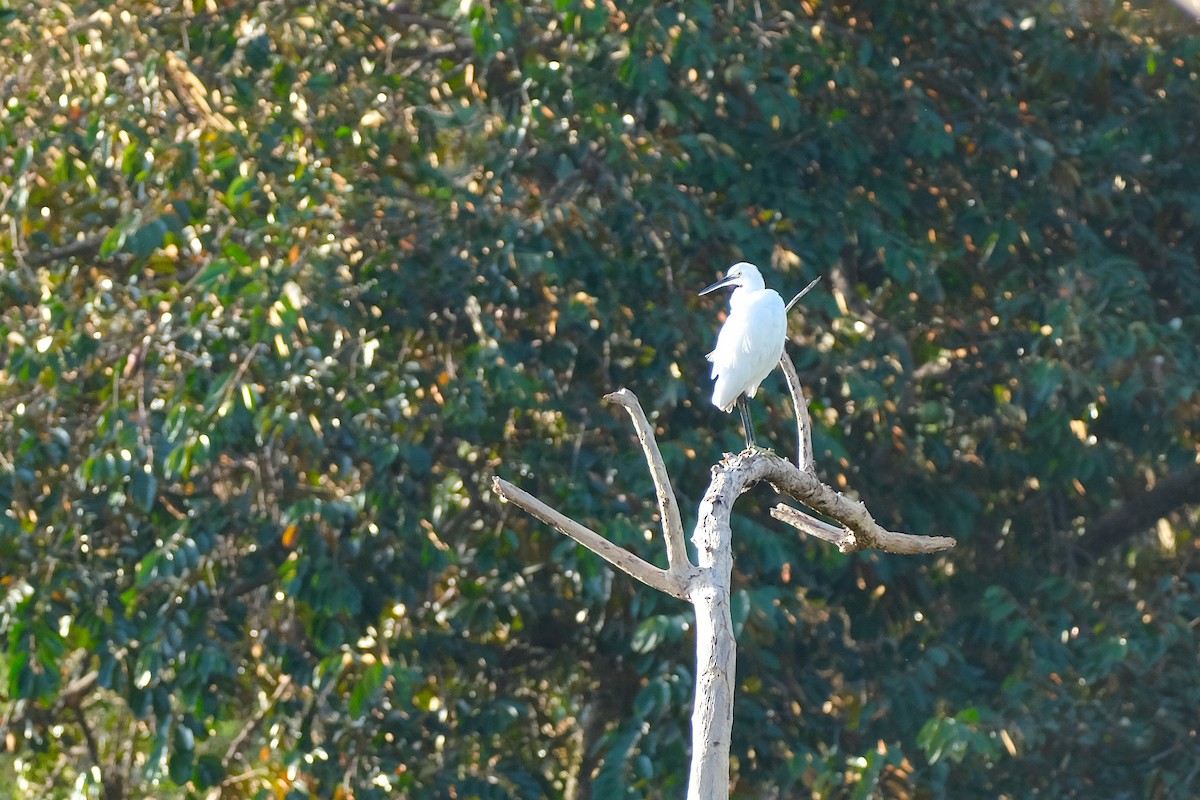 Little Egret - ML624199081