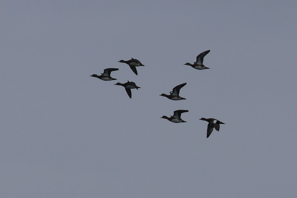 American Wigeon - ML624199082