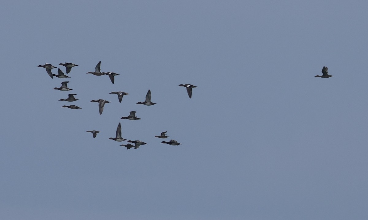 American Wigeon - ML624199083