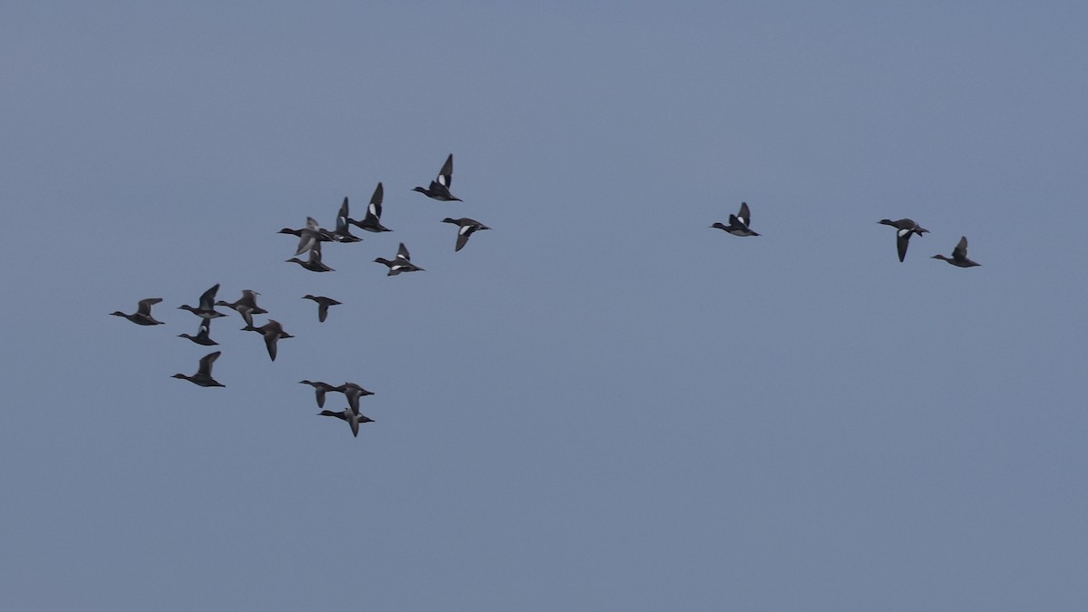 American Wigeon - ML624199084