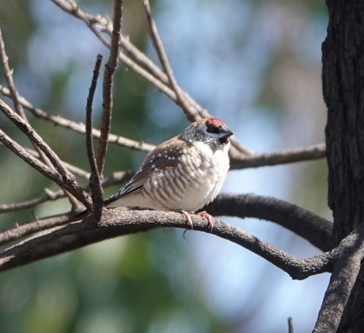 Plum-headed Finch - ML624199085