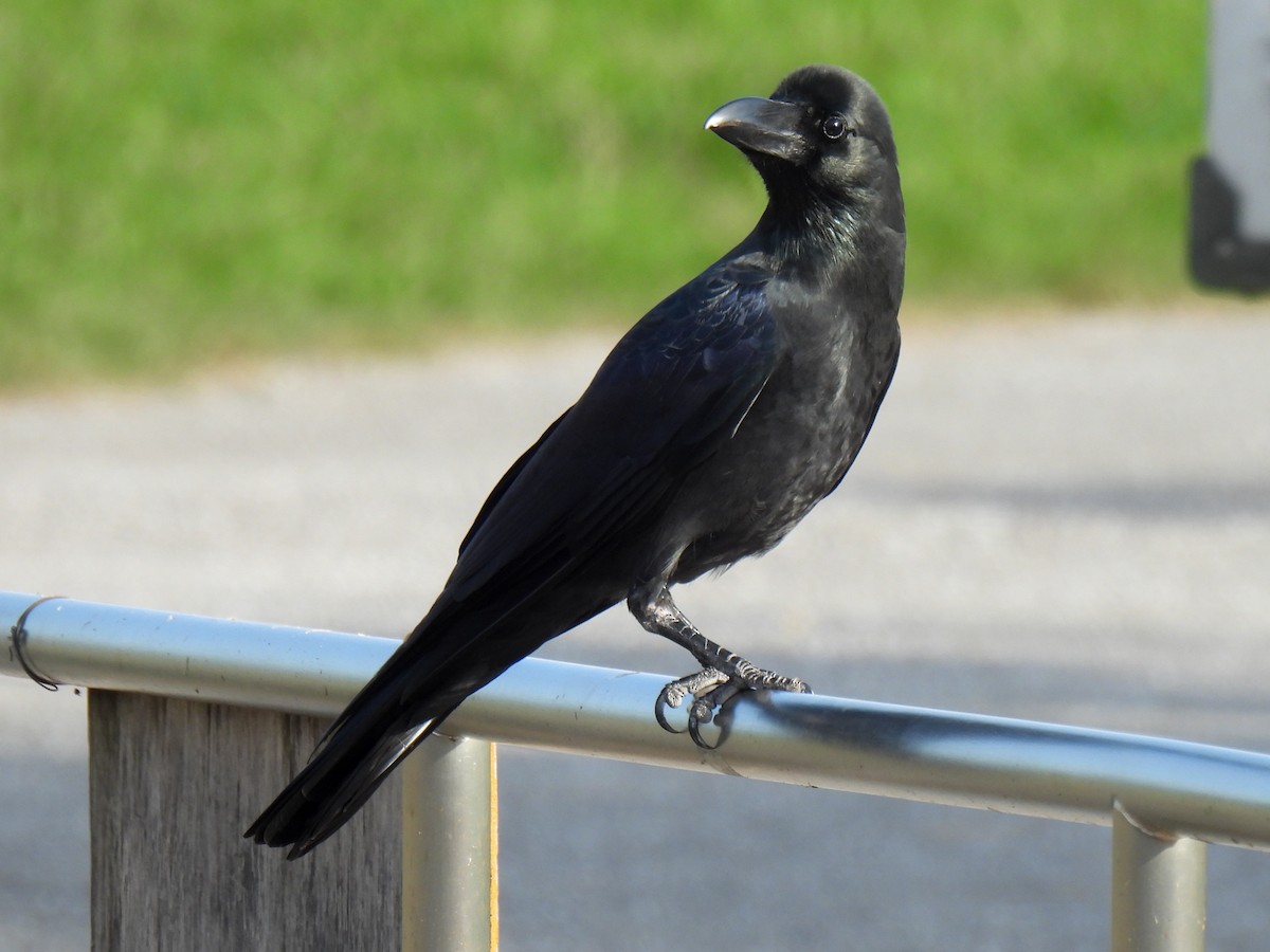 Large-billed Crow - ML624199086