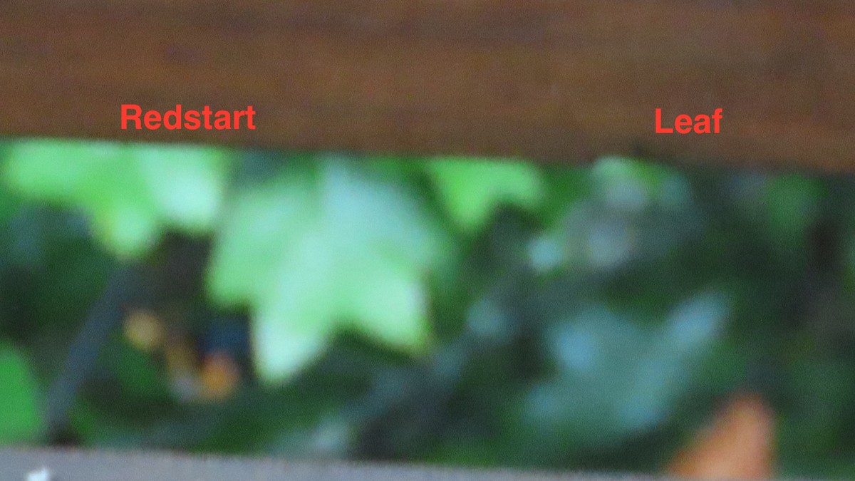 American Redstart - ML624199087