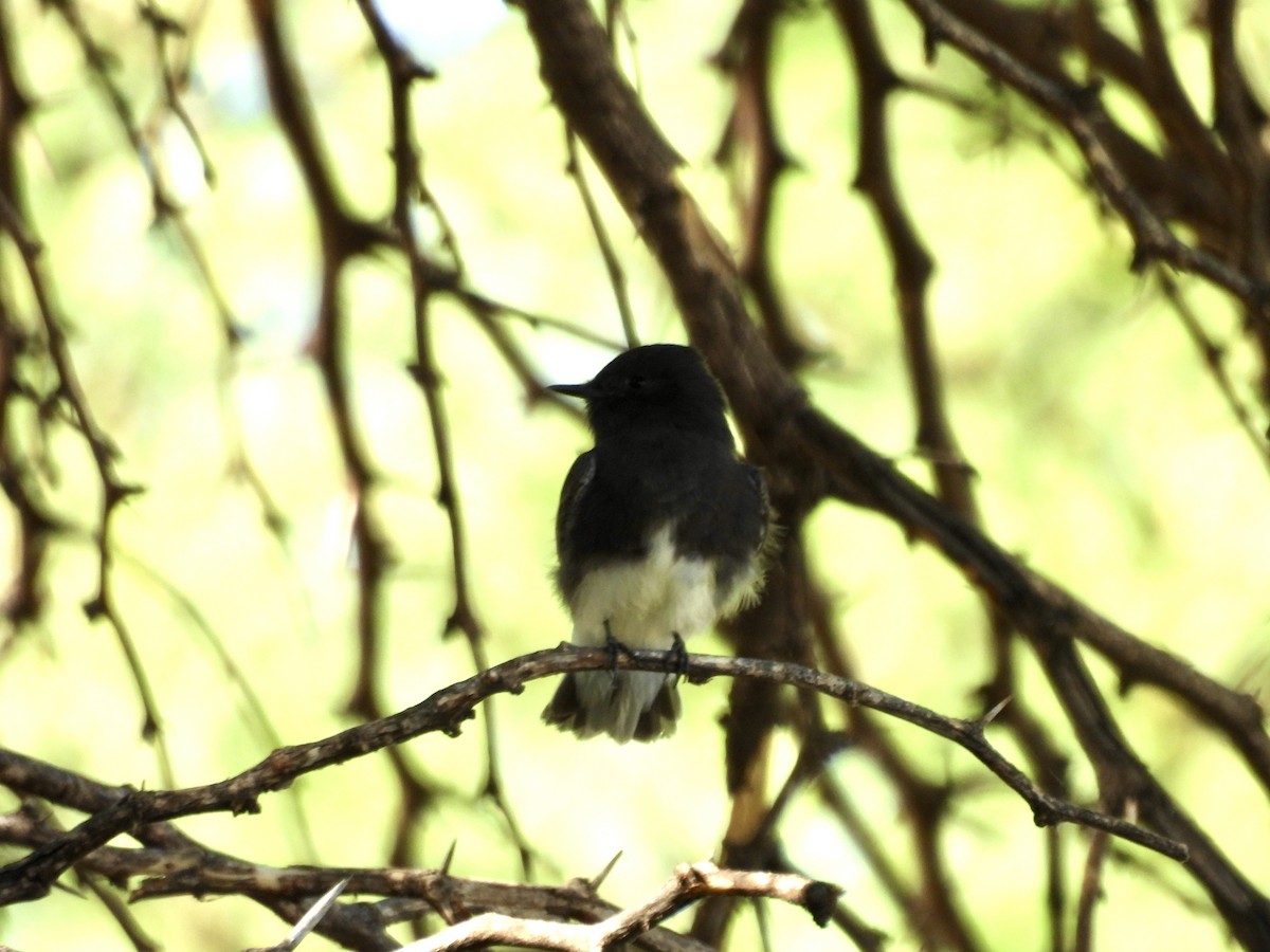 Black Phoebe - ML624199088