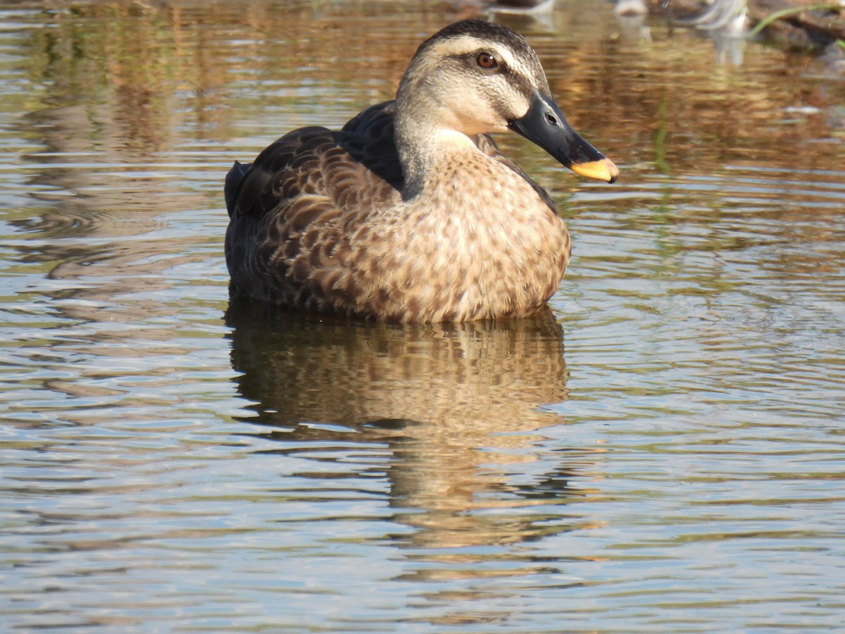 Eastern Spot-billed Duck - ML624199092