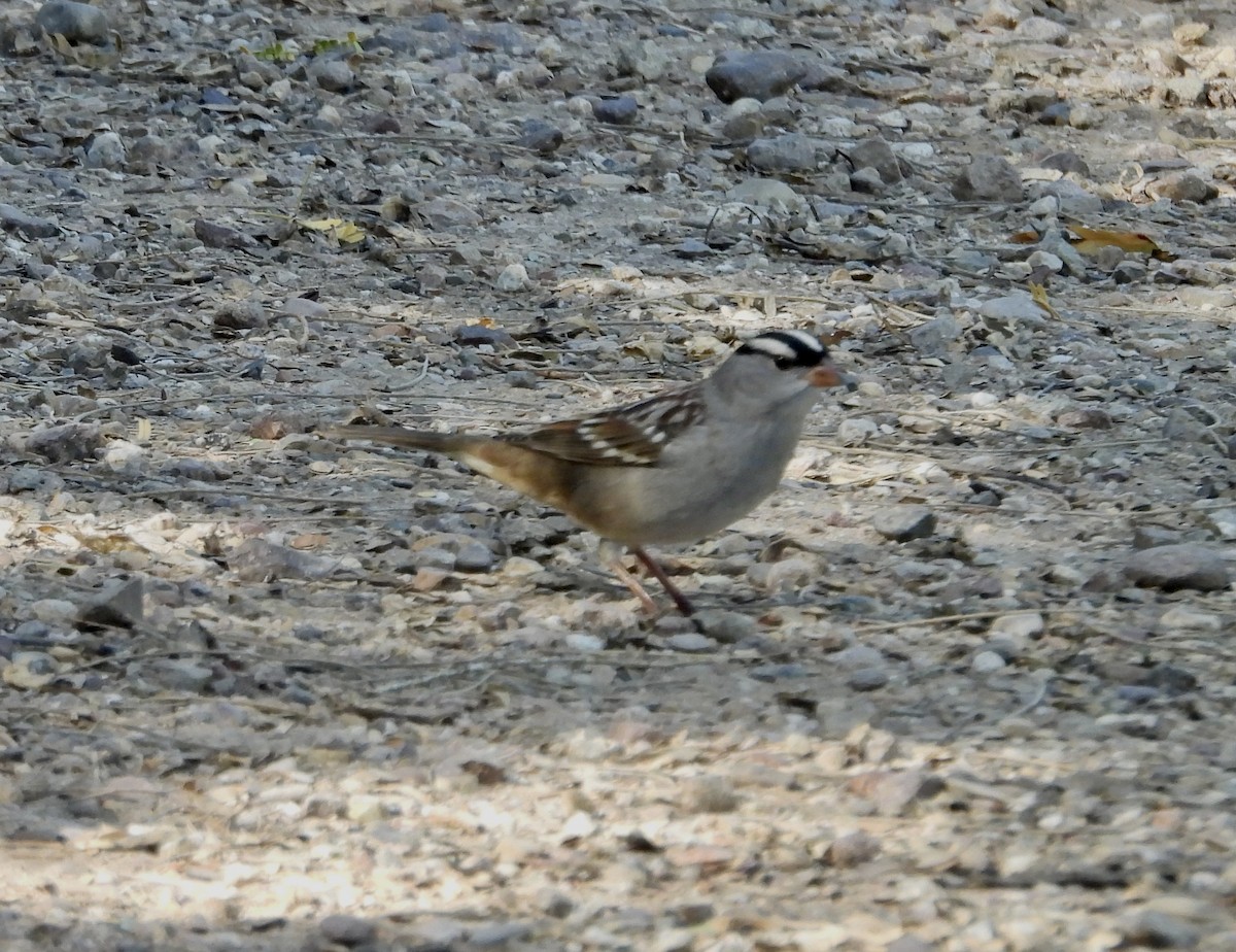 White-crowned Sparrow - ML624199114