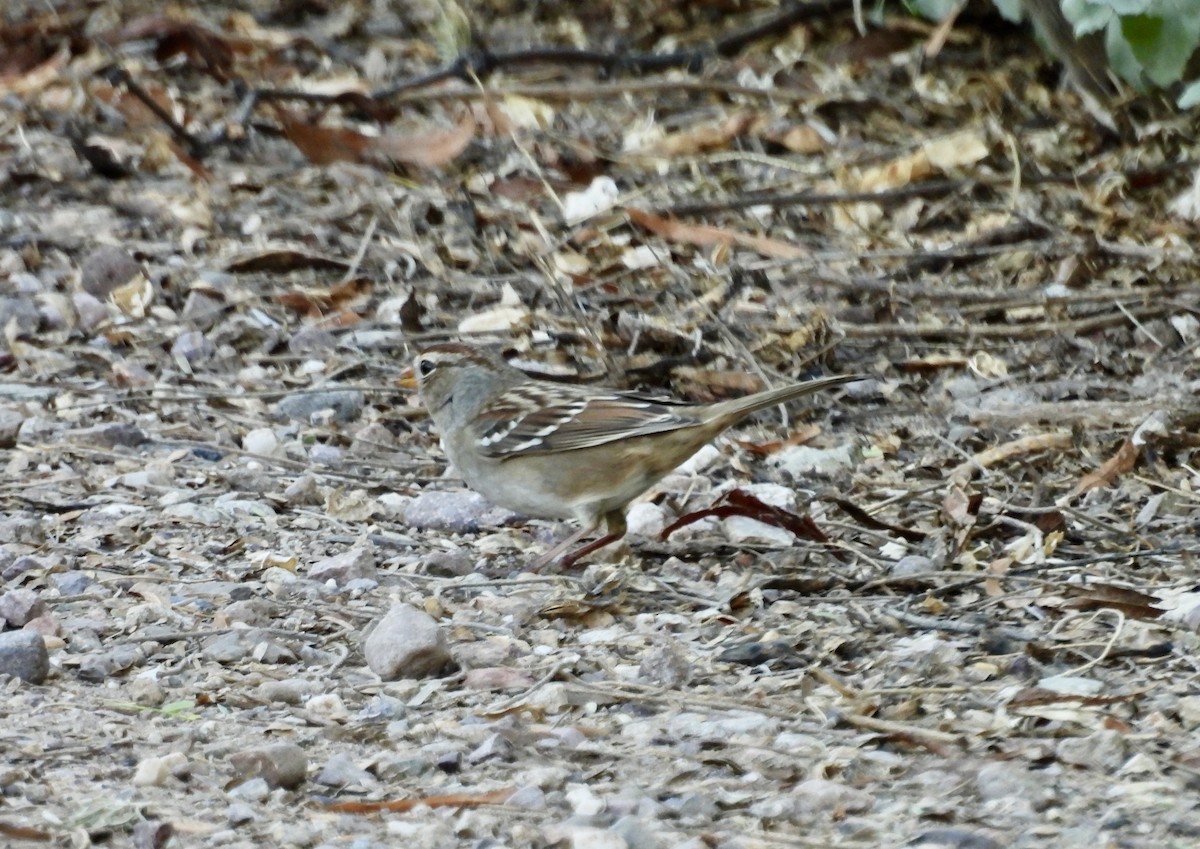 White-crowned Sparrow - ML624199115