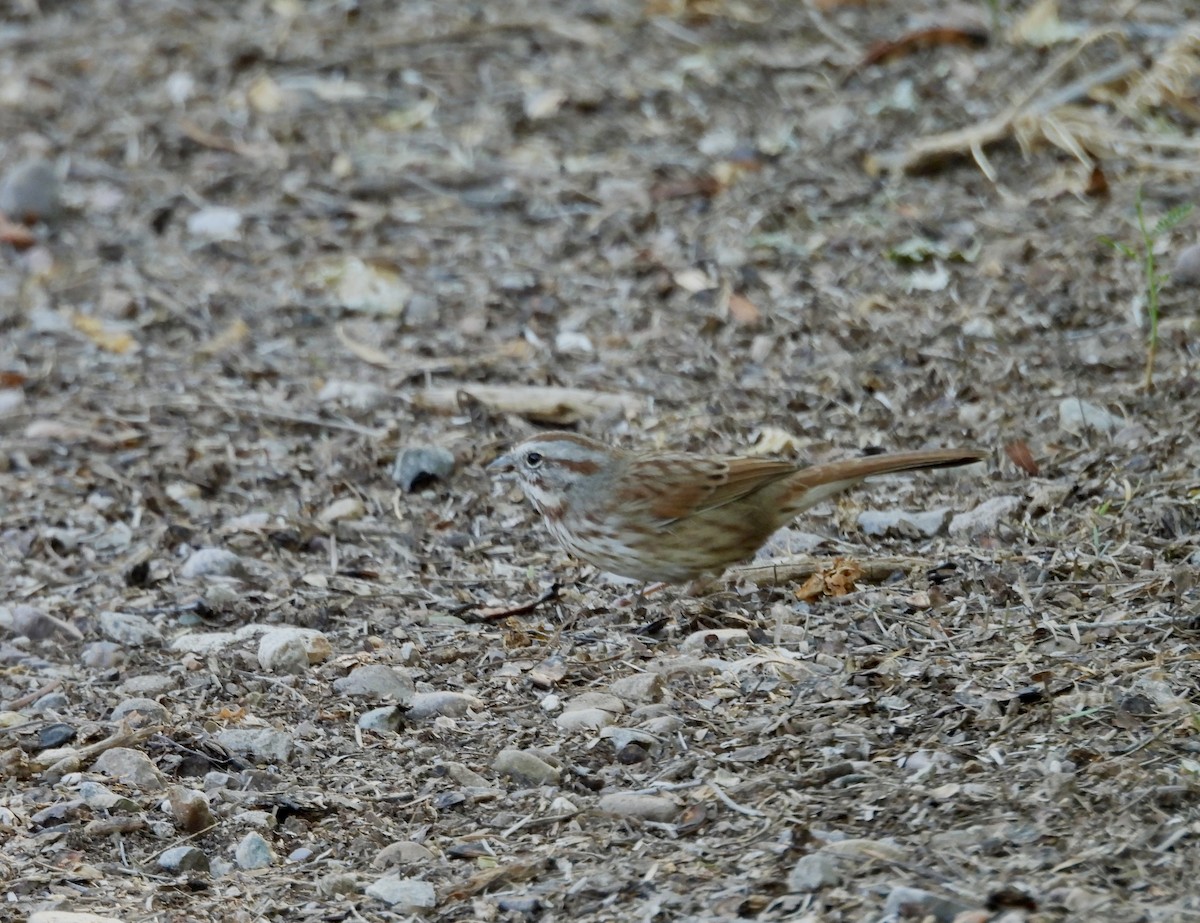 Song Sparrow - ML624199128