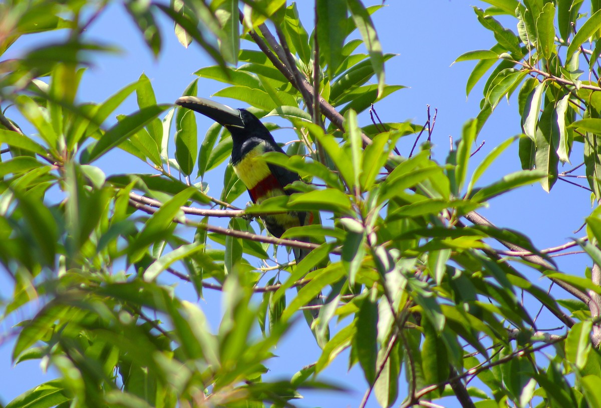 Black-necked Aracari - ML624199129