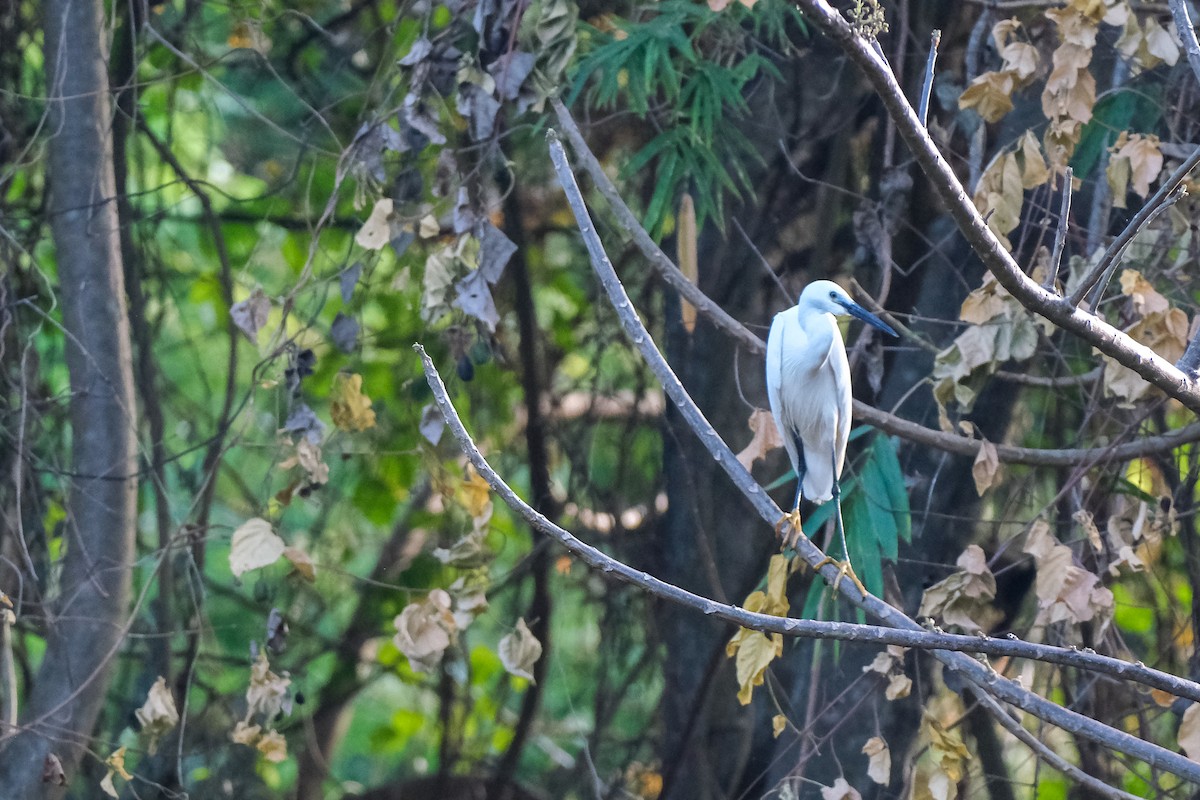 Little Egret - ML624199131