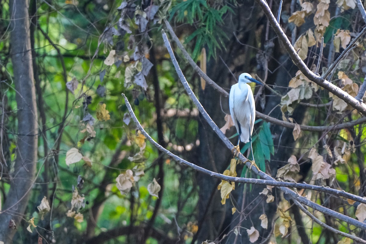 Little Egret - ML624199132