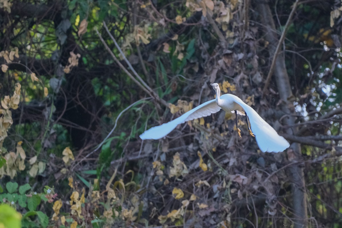 Little Egret - ML624199133