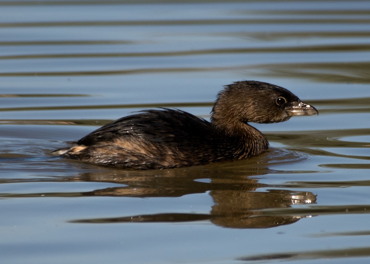 Pied-billed Grebe - ML624199137