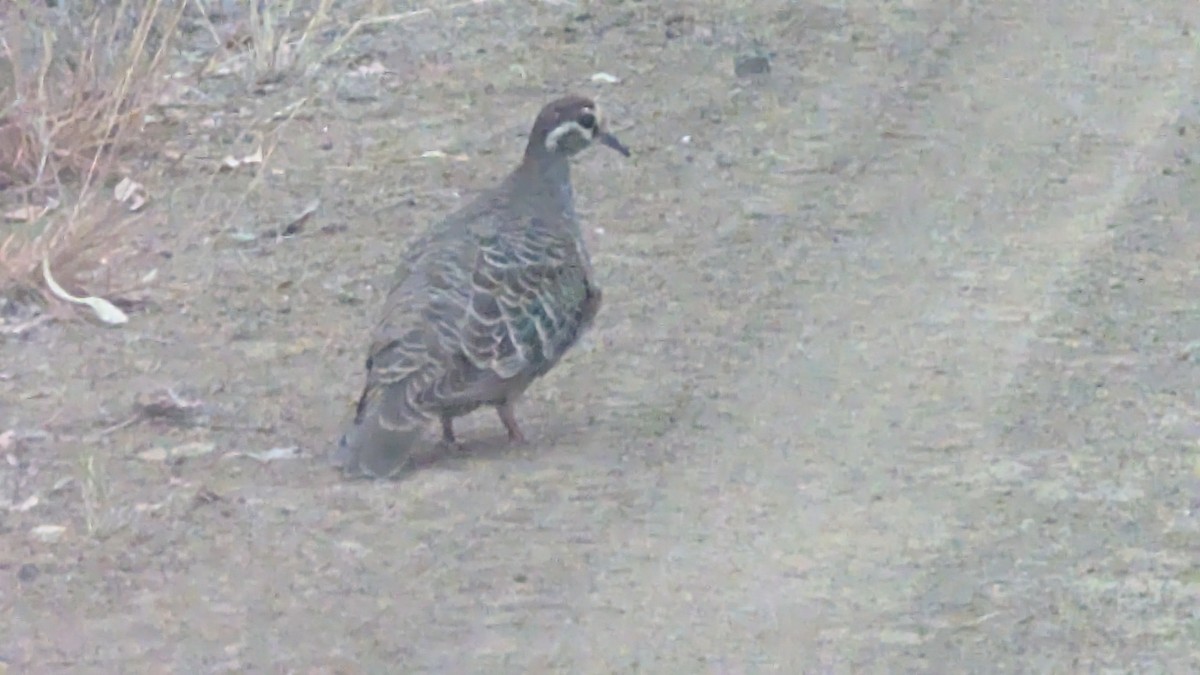 Common Bronzewing - ML624199138