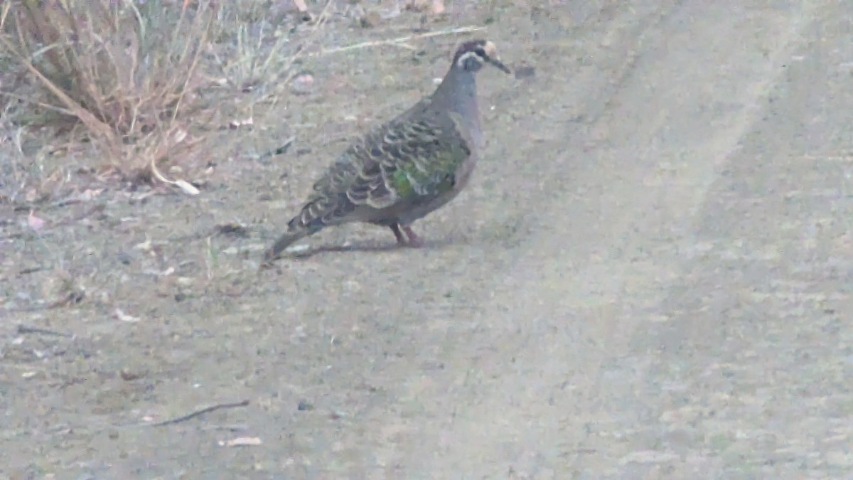 Common Bronzewing - ML624199139