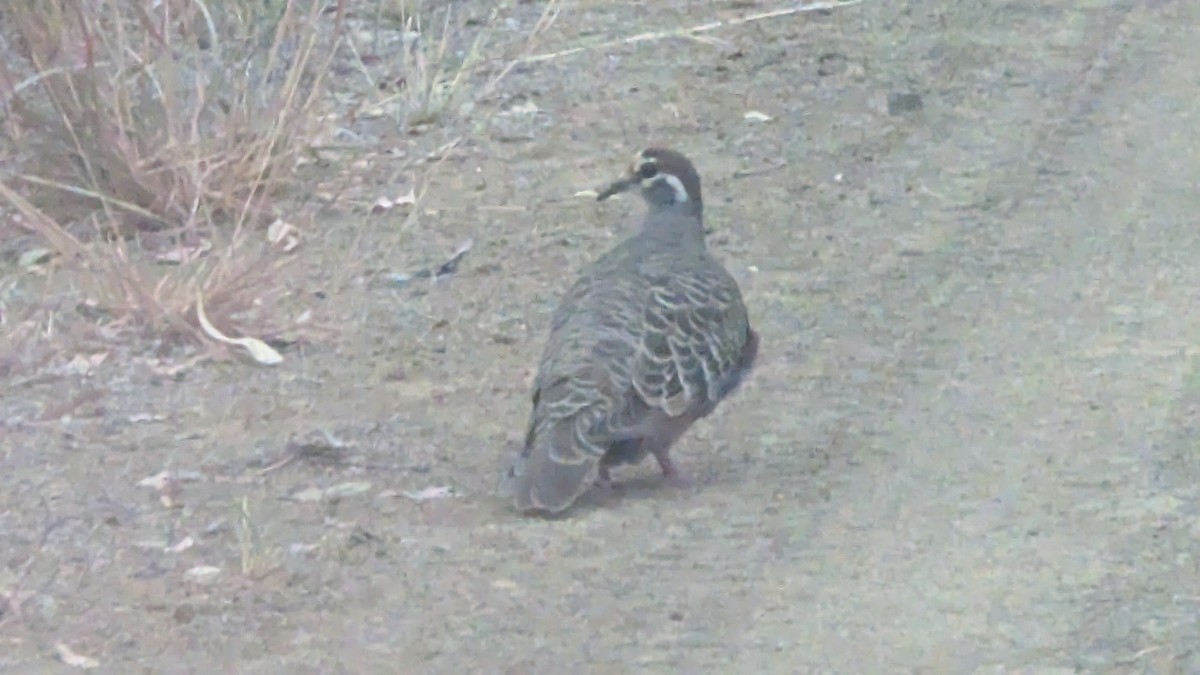 Common Bronzewing - ML624199140