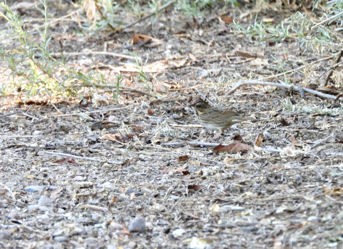 Lincoln's Sparrow - ML624199142