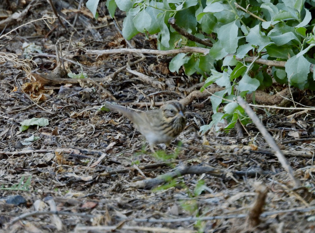 Lincoln's Sparrow - ML624199143