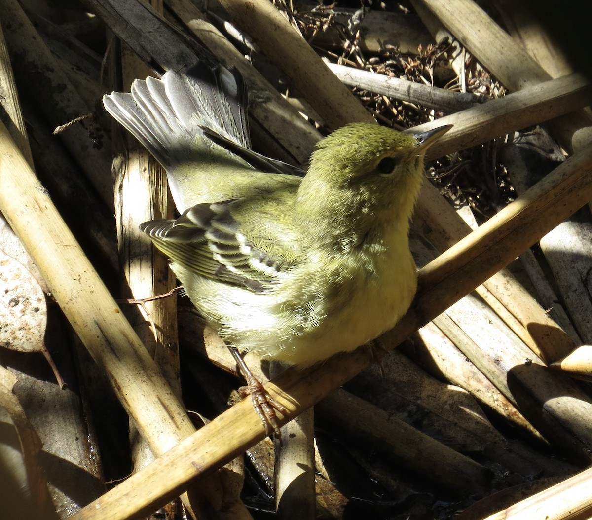 Blackpoll Warbler - ML624199154