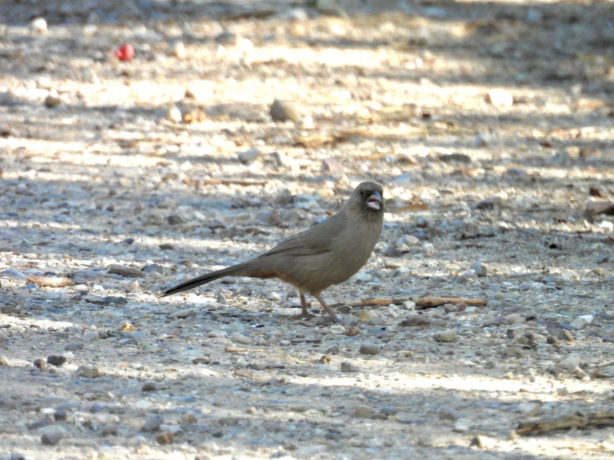 Abert's Towhee - ML624199155