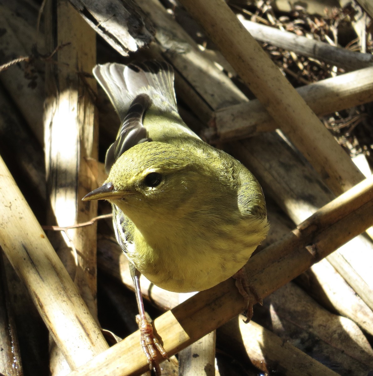 Blackpoll Warbler - ML624199157