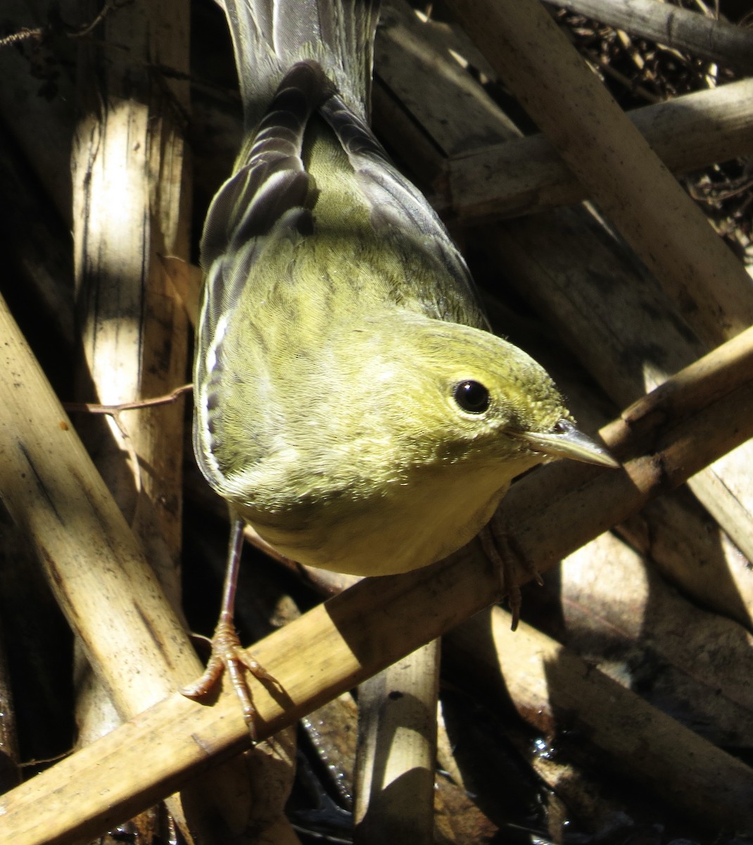 Blackpoll Warbler - ML624199159