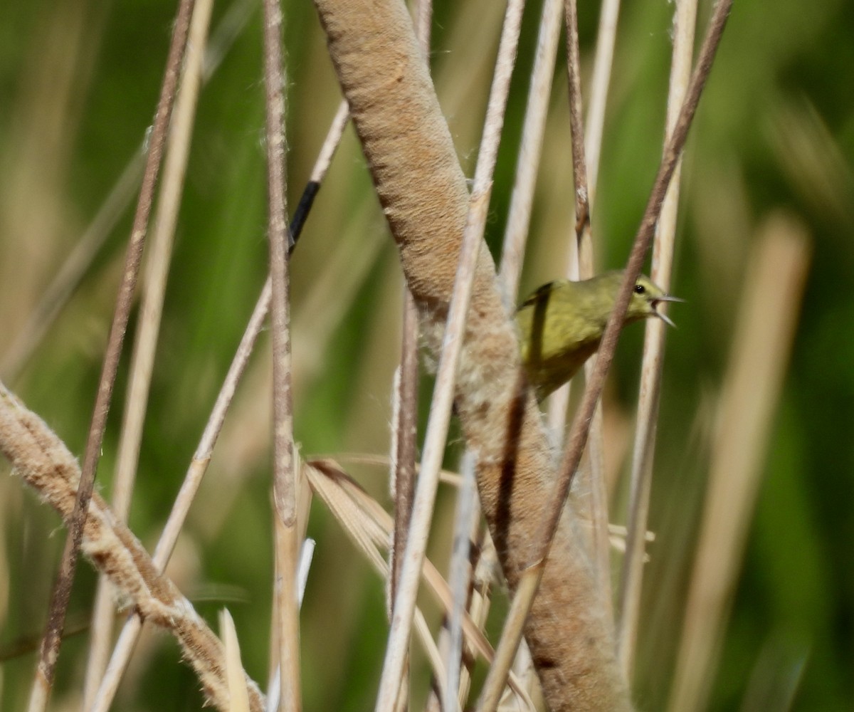 Orange-crowned Warbler - ML624199161