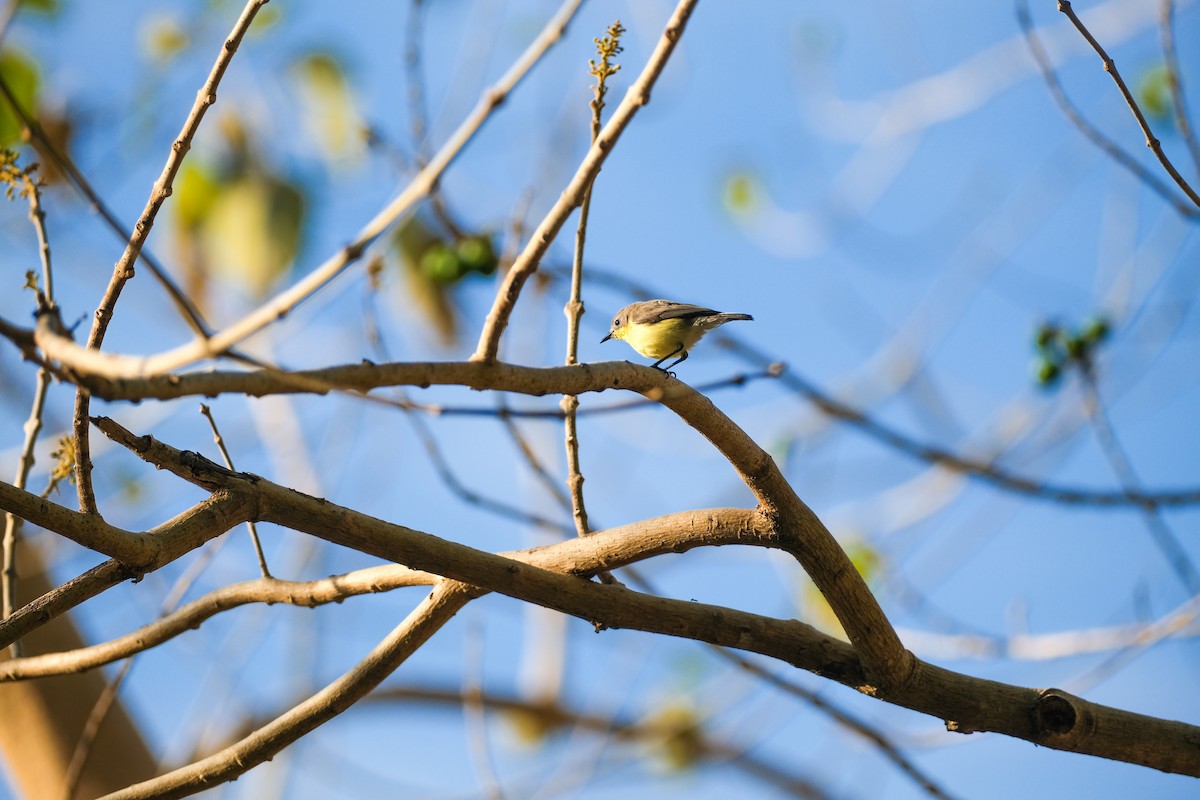 Golden-bellied Gerygone - ML624199163