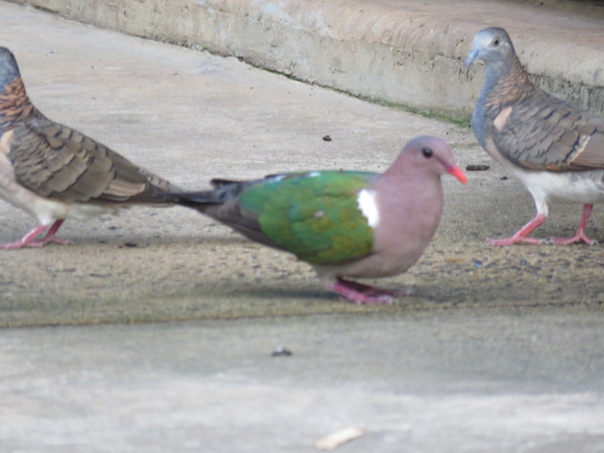 Pacific Emerald Dove - ML624199165