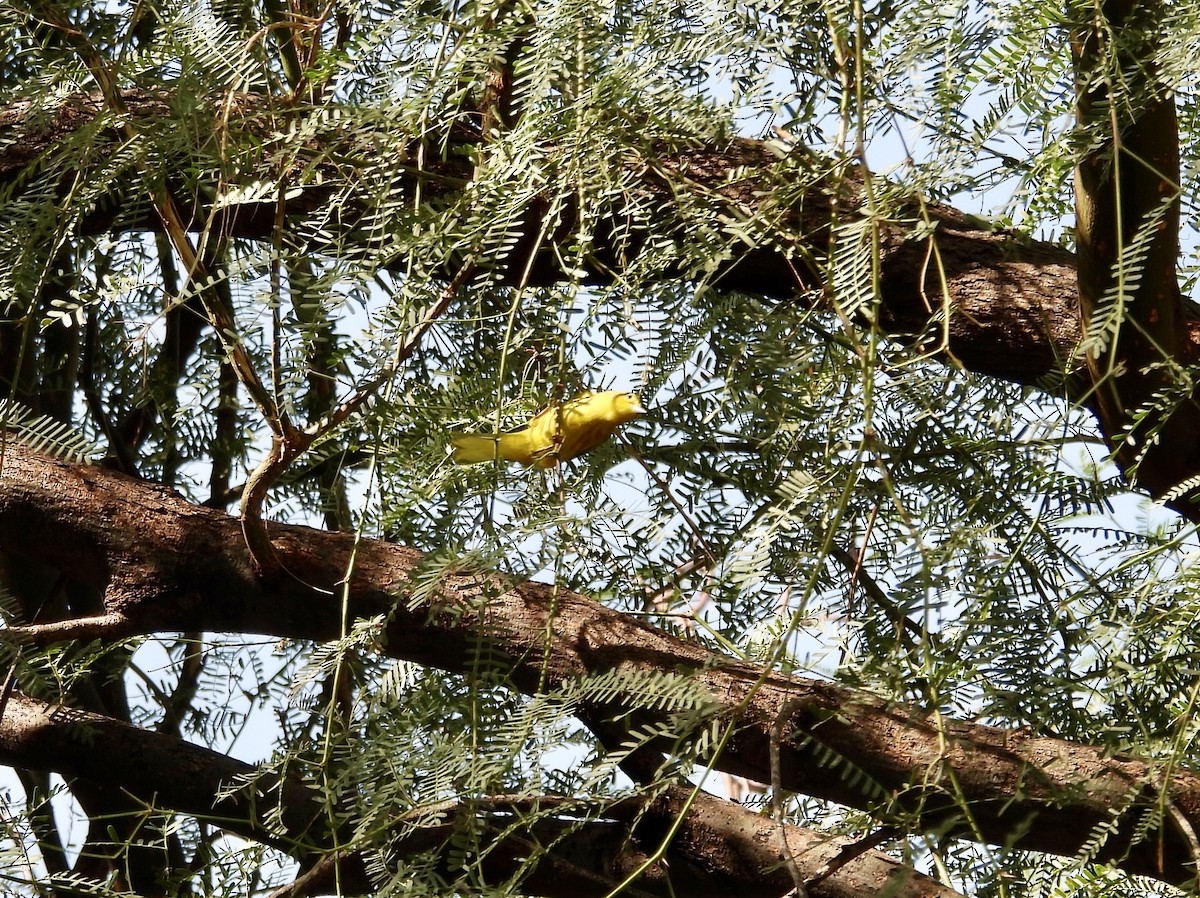 Yellow Warbler - ML624199166