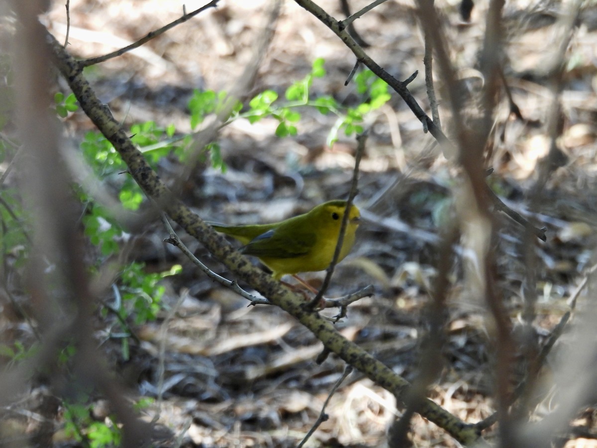 Wilson's Warbler - Corinna Honscheid