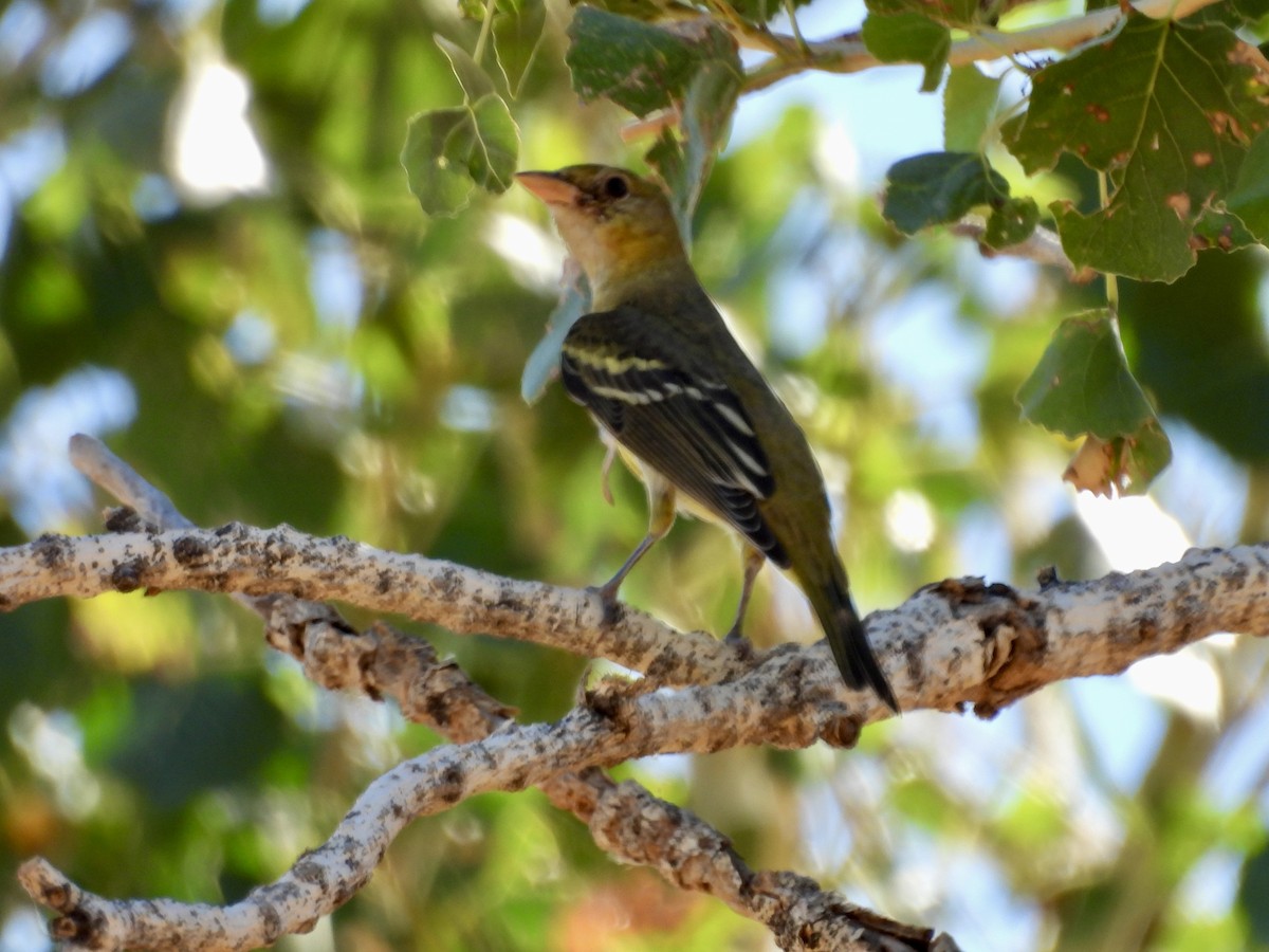 Western Tanager - ML624199180