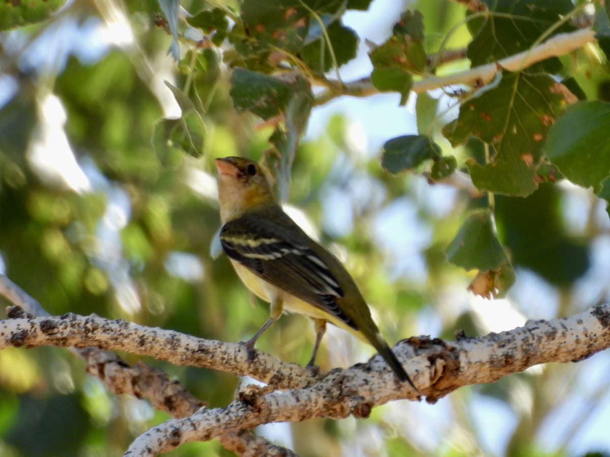 Western Tanager - ML624199181