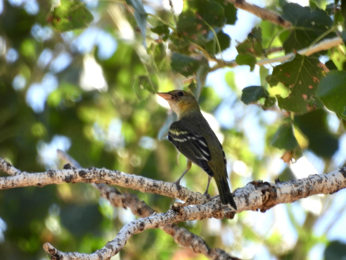 Western Tanager - ML624199182