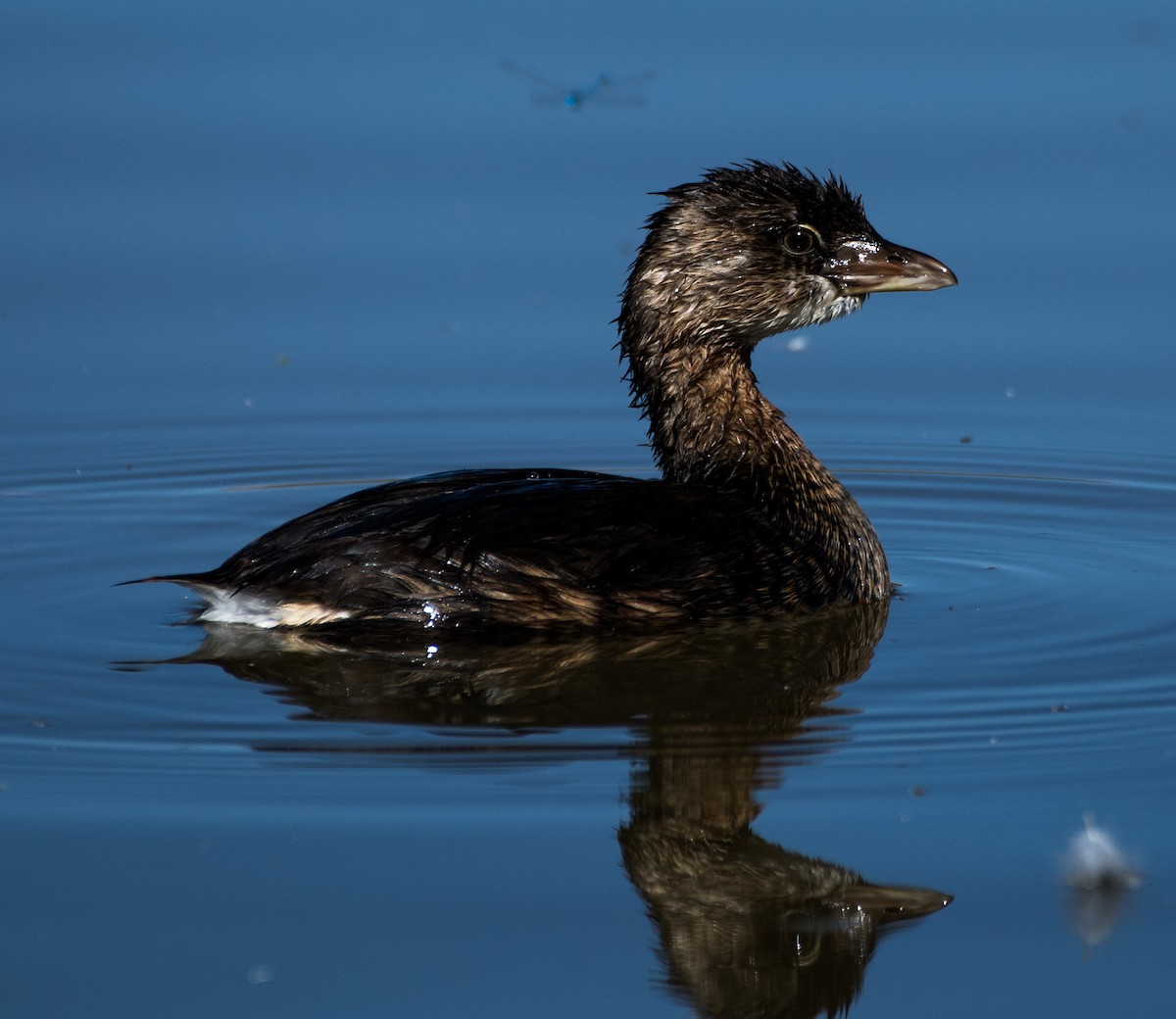 Pied-billed Grebe - ML624199184