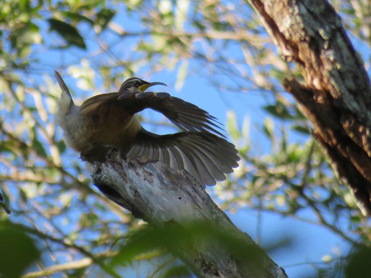 Victoria's Riflebird - ML624199187