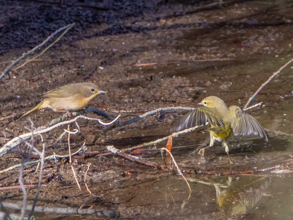 Orange-crowned Warbler - ML624199192