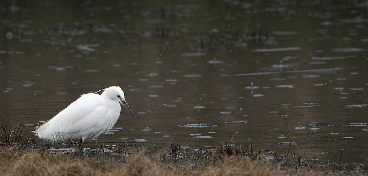 Little Egret - ML624199194