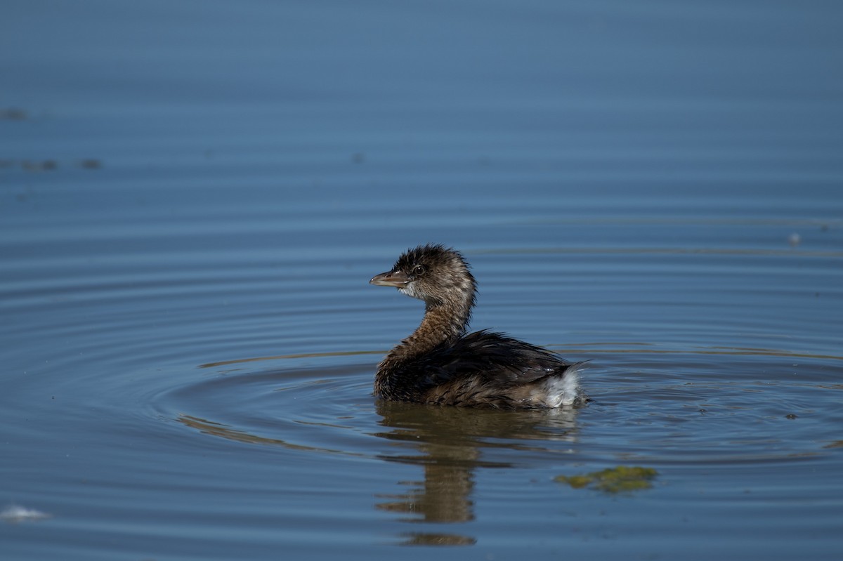 Pied-billed Grebe - ML624199199