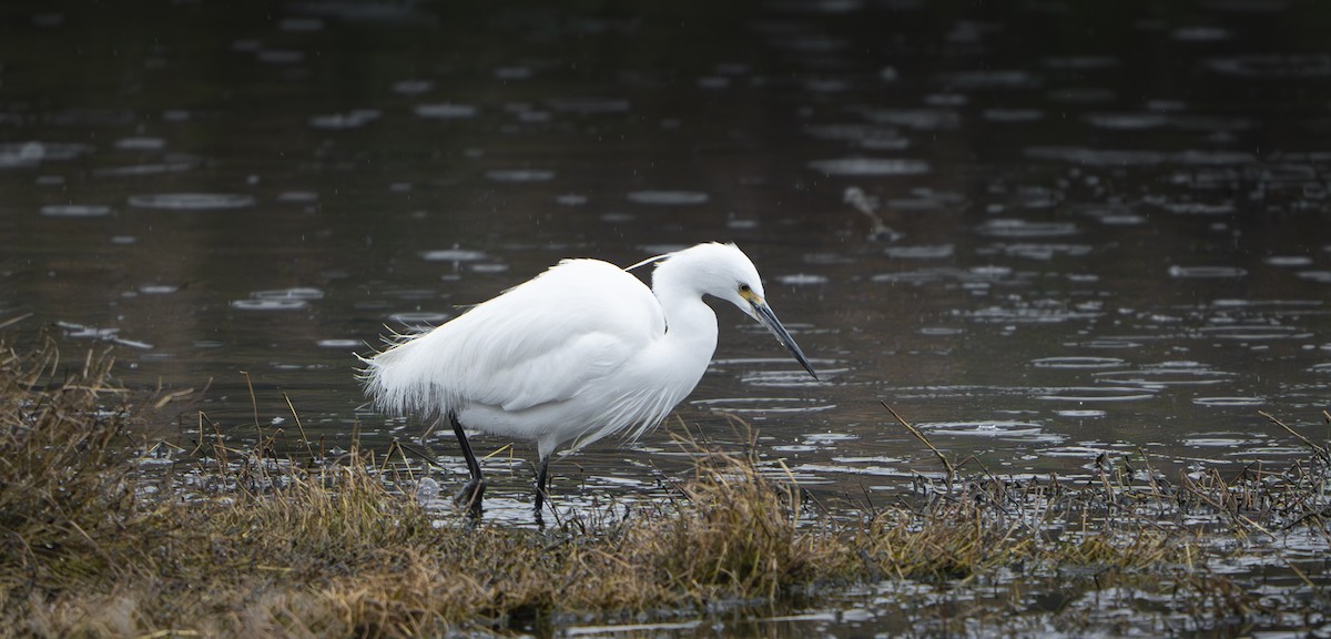 Little Egret - ML624199200