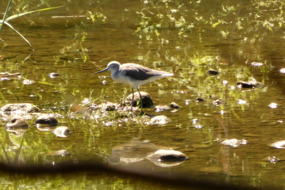 Marsh Sandpiper - ML624199201