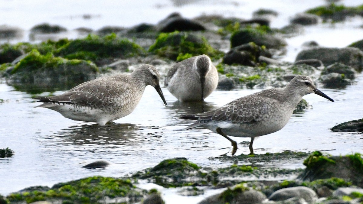 Red Knot - ML624199215