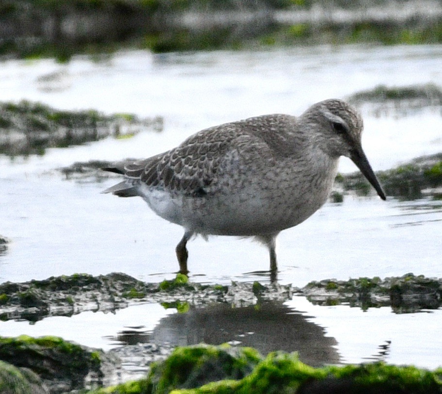 Bécasseau maubèche - ML624199216