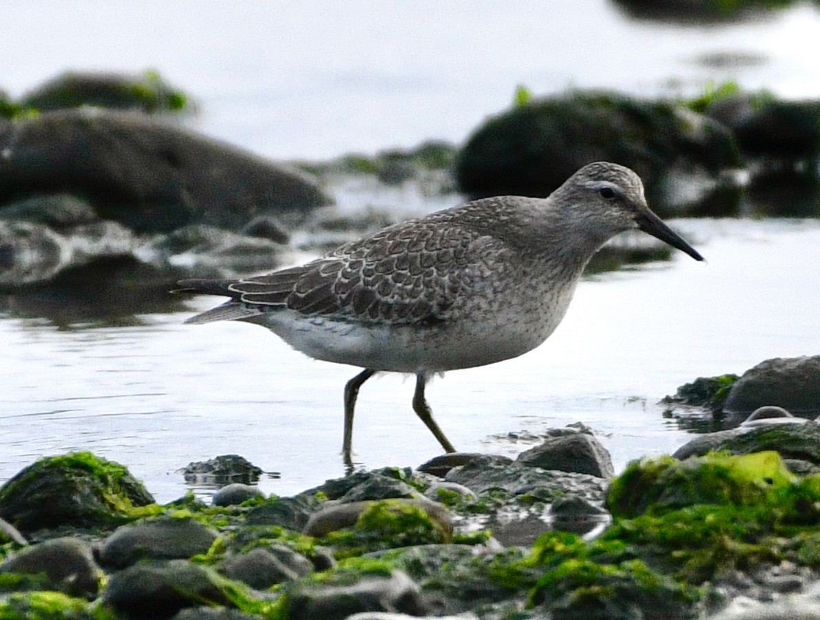 Red Knot - ML624199217