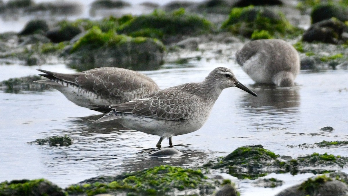 Red Knot - ML624199218