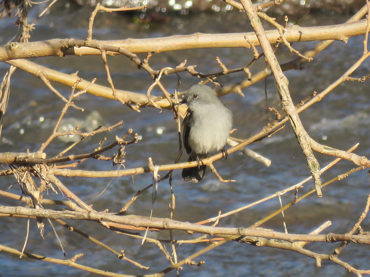 Sooty Tyrannulet - ML624199219