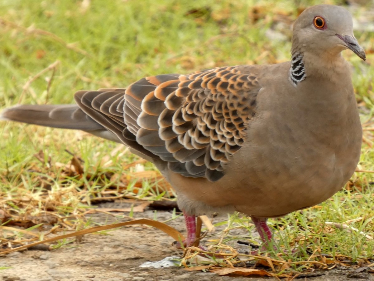 Oriental Turtle-Dove - ML624199221