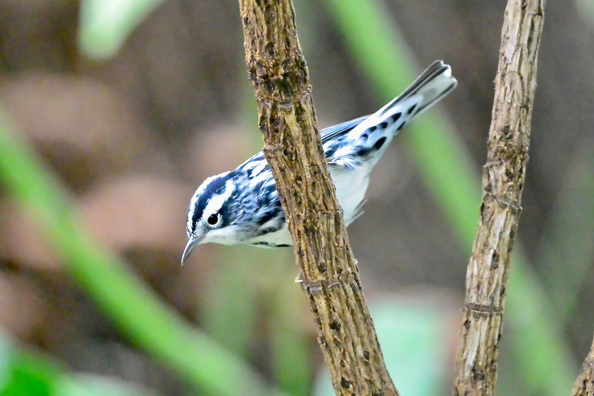 Black-and-white Warbler - ML624199222