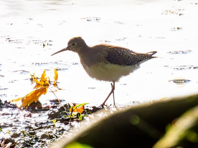 Solitary Sandpiper - ML624199223